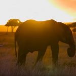 Ring to promote home security products at GITEX