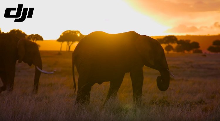 Kenya’s Mara Elephant Project using DJI Drones to keep animals safe